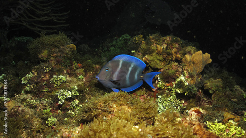 фотографія Pez cirujano azul