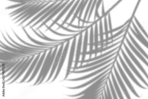 Abstract background of palm leaves or coconut leaves and gradient. Natural pattern, gray shadow. Copy space or empty. For advertisements, business cards, and transparent backgrounds with png.