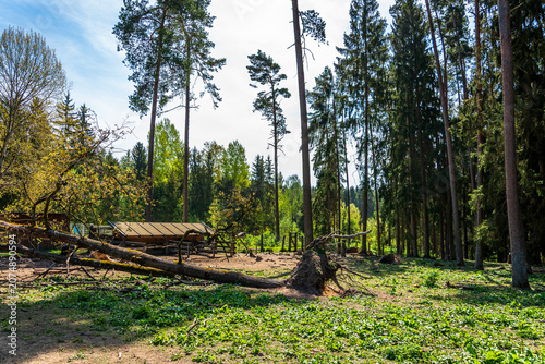 Fallen tree in sunny pine forest clearing with wooden shelter
