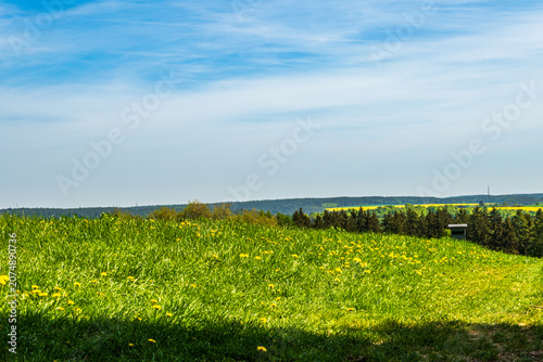 Spring meadow with dandelions and forest under blue sky