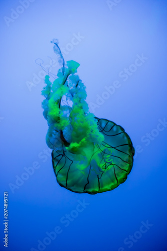 Green Jellyfish