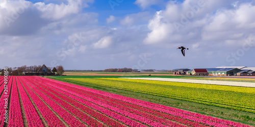 Foto Wide panoramic aerial of pink hyacinth tulip yellow and red bulb fields with a b