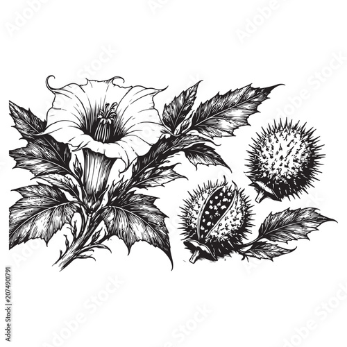 Datura stramonium plant with flowers and thorny fruit hand drawn sketch