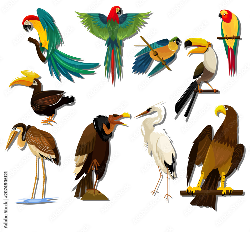 Obraz premium Detailed cartoon vector illustration set of global birds featuring colorful parrots, toucan, hornbill, vulture, crane, and eagle.