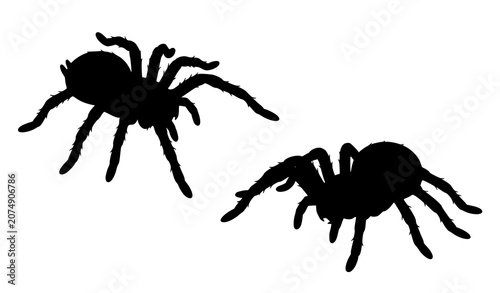 Foto Pair of realistic black rubber spider toys isolated on white background with cop