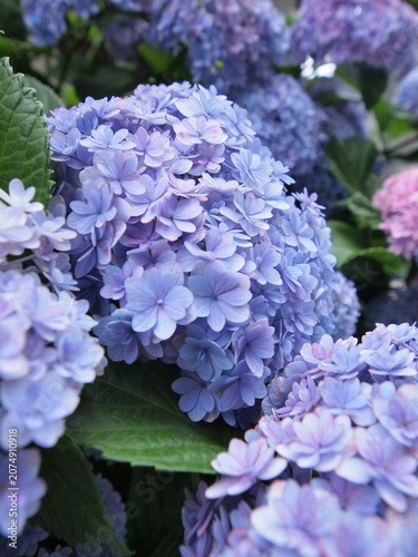 Blue Hydrangea (Hydrangea macrophylla) or Hortensia flower with dew in slight color variations ranging from blue to purple.