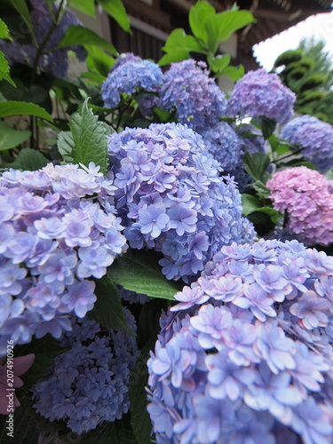 Blue Hydrangea (Hydrangea macrophylla) or Hortensia flower with dew in slight color variations ranging from blue to purple.