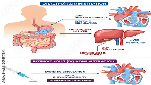 Quadro su tela Illustrated diagram showing human digestive system with food absorption and wast