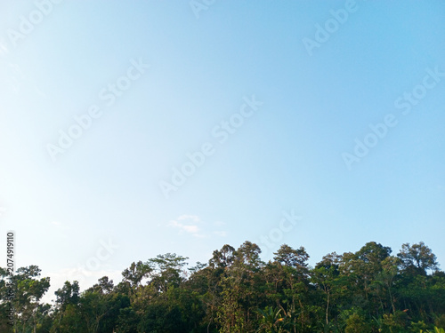 Tableau sur toile Blue sky over tropical forest treeline