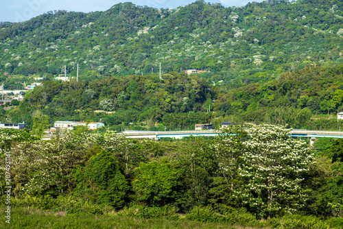 Fotografie The verdant terraced fields of Tongluo Tea Plantation in Miaoli, the sea of ​​tung blossoms in the distant mountains, and the scenery of the Taiwan Railway train passing by