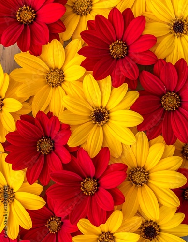 A vibrant close-up of daisy-like flowers. Bright red and yellow petals create a colorful and textured floral pattern. The blooms fill the frame
