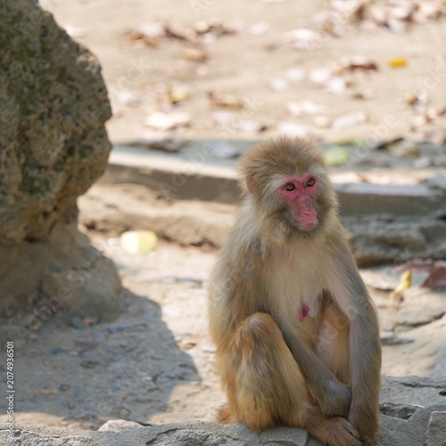 monkey sitting alone in the afternoon