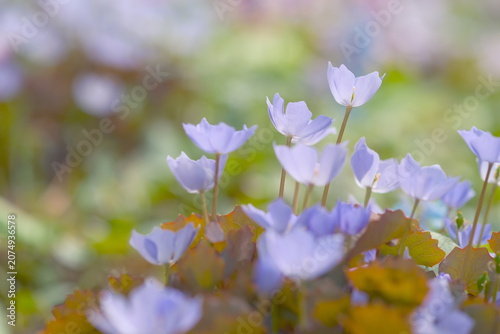 春の柔らかな日差しの中で可憐に咲く淡い紫色のシラネアオイの花畑