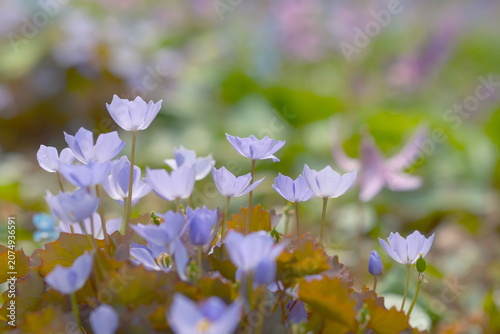 Foto 雪解けの森で群生する淡紫色のシラネアオイとカタクリの花