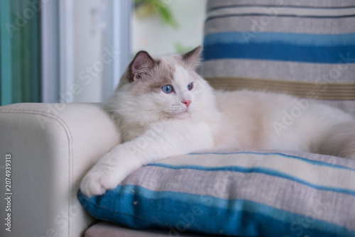 Fotografía 9 months old male ragdoll kitten lying on the couch, domestic cat