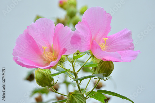 ピンクの芙蓉の花