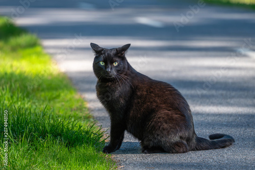 Fotografía Beautiful black cat sitting on an asphalt bike path and looking at camera