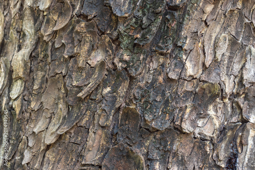 Obraz na plátne Close-up Detail of Rough Textured Tree Bark Background,Macro,A highly detailed macro shot capturing the rugged and weathered texture of ancient tree bark, showcasing intricate organic patterns