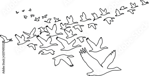 Obraz na plátne Graceful flock of flying geese, a large group of migratory birds in V-formation, black and white vector illustration for nature and wildlife themes, freedom, and teamwork concepts