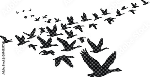 Принти на полотні Flying birds vector illustration, a flock of geese in V-formation, black silhoue