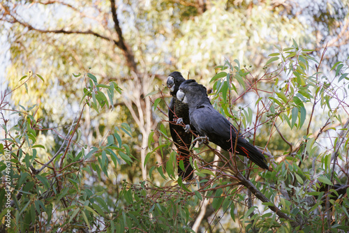 Obraz na plátne Pair of Forest Red-tailed Black Cockatoos (Calyptorhynchus banksii naso) perched