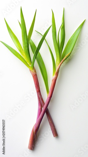 Fresh Green Cut Wild Grass Stems Isolated on White Background