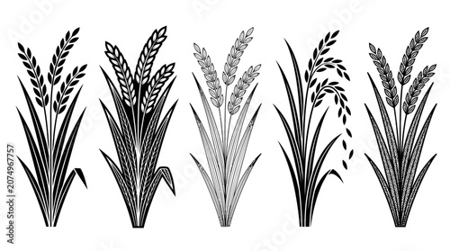 Conjunto de ilustrações vetoriais em preto e branco representando diferentes tipos de plantas de cereais, incluindo trigo, arroz e cevada, isoladas em um fundo branco para design gráfico.