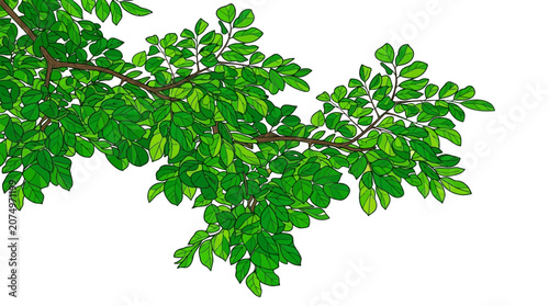 Ramo de árvore com folhas verdes vibrantes isolado em fundo branco, ideal para design gráfico, ilustrações botânicas e projetos de natureza com espaço para cópia.