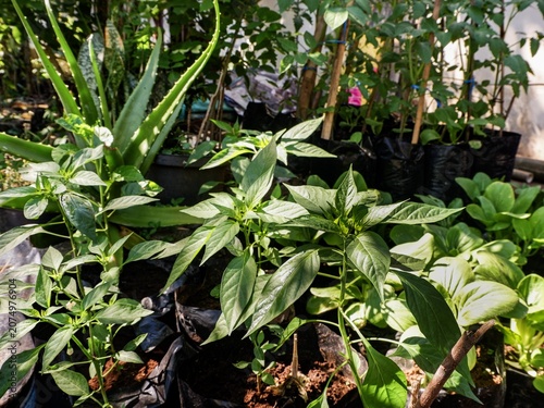 Thriving chili plants, aloe vera, and bok choy vegetables cultivated in polybags in a home garden backdrop.