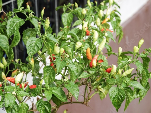 Thriving raw chili peppers showcasing a beautiful mix of fiery red, orange, and pale green colors.