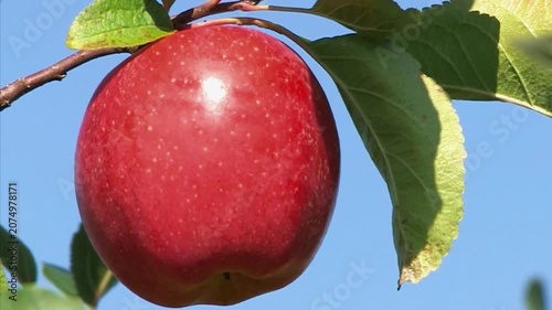 Close up of a perfect, ripe red apple hanging on a tree branch against a clear blue sky. Fresh organic fruit ready for autumn harvest in a sunny orchard