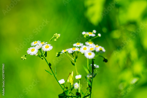 Delicate white field daisies with bright yellow centers, illuminated by sunlight, set against a soft green bokeh background. The close-up captures the beauty of summer nature, the freshness of meadow 