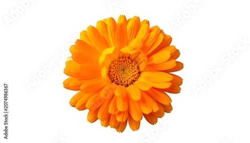 A vibrant, close-up photograph showcasing a fully bloomed, bright orange flower with tightly packed petals. The flower is isolated on a white background