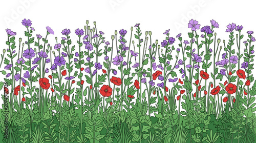 Illustrazione botanica di un prato fiorito con papaveri rossi e fiori selvatici viola su sfondo bianco, ideale per decorazioni primaverili, biglietti d'auguri o design naturalistico.