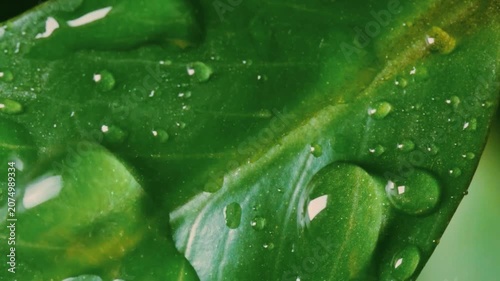 Macro close-up of fresh water droplets falling and sliding down a vibrant green leaf. Pure nature, botanical background and environmental concept