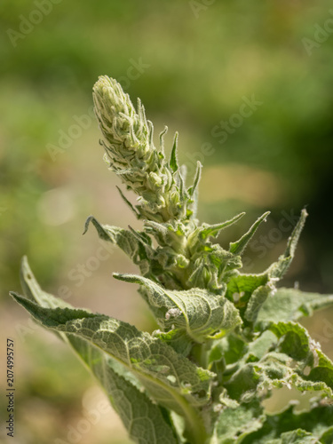 Fotografija Detail of the top part of a mullein (Verbascum) plant without flowers