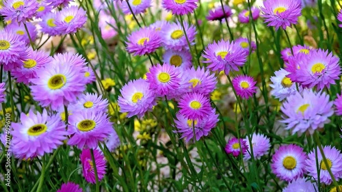 Field of vibrant pink and purple everlasting daisies with yellow centers swaying gently in the spring breeze. Beautiful floral background
