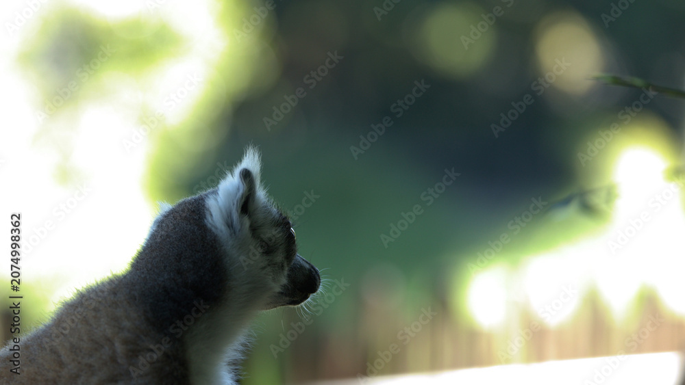 Obraz premium Profile View of a Ring-Tailed Lemur Against Soft Green Bokeh