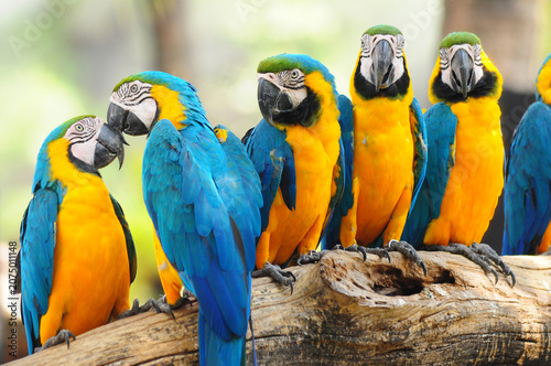 Group of blue and gold macaws perched together on a wooden log with wildlife colorful feathers tropical