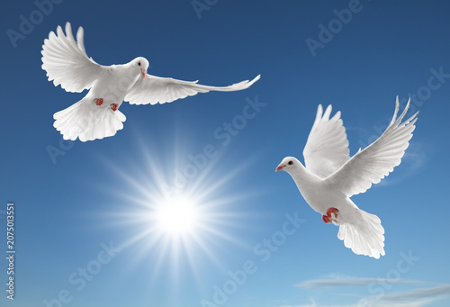 Two white doves in flight against a blue sky with a glowing sun sunlight environment inspiration together