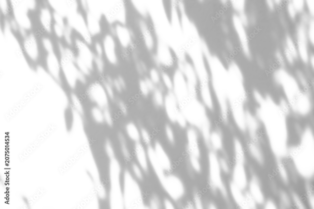 Obraz premium Abstract natural tree branch leaves shadow on white wall background