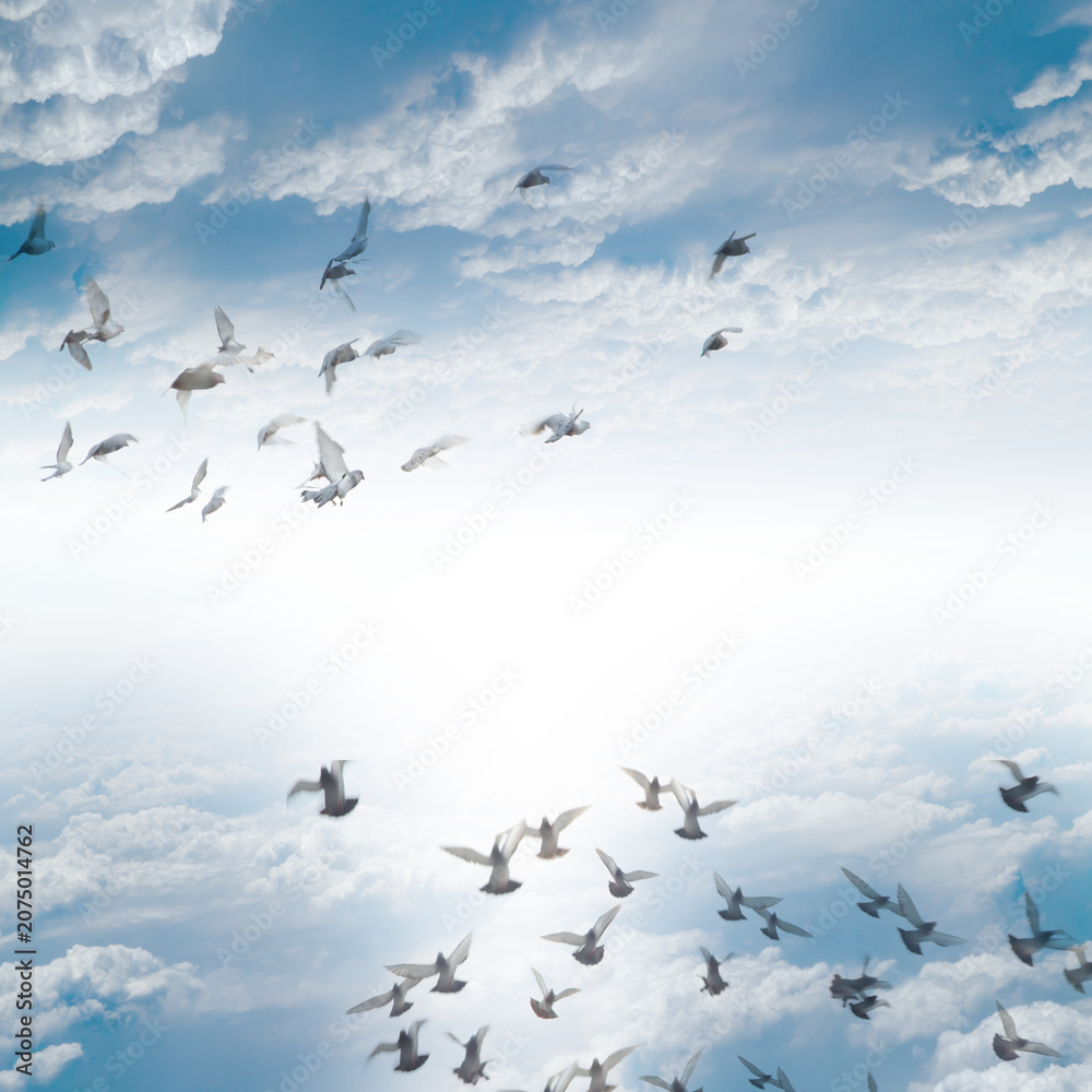 Fototapeta premium Flock of white pigeons flying against bright blue cloudy sky with atmosphere wildlife movement daylight