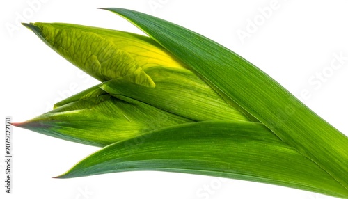 A vibrant close-up of a bud and leaves. The delicate petals are tightly folded. Green hues, white background