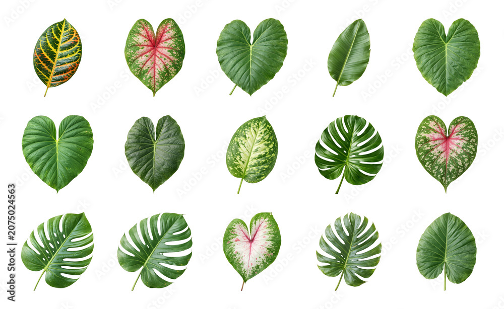 Fototapeta premium PNG Vibrant tropical leaf variety on transparent background