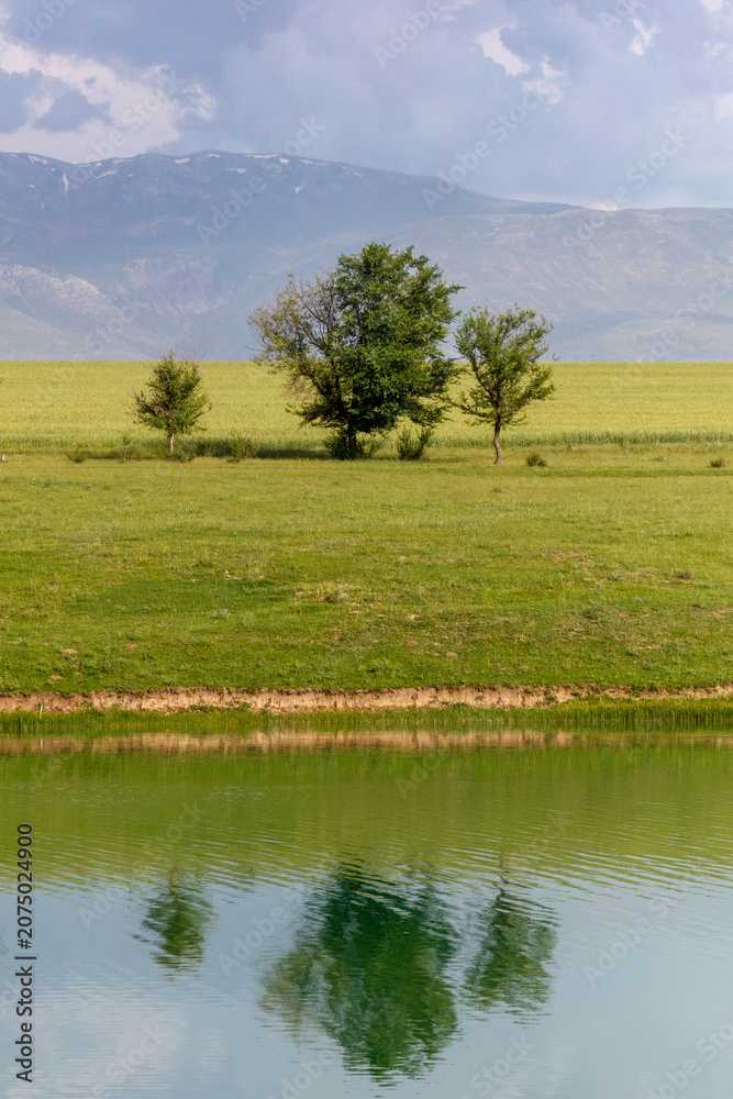 Obraz premium Lush green field with scattered trees