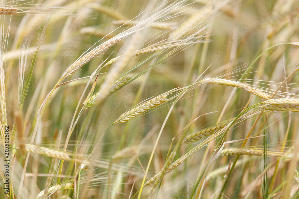 Fototapeta premium Golden wheat ears sway gently in a sunlit field