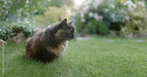 Fluffy cat outdoor outdoor on lawn grass