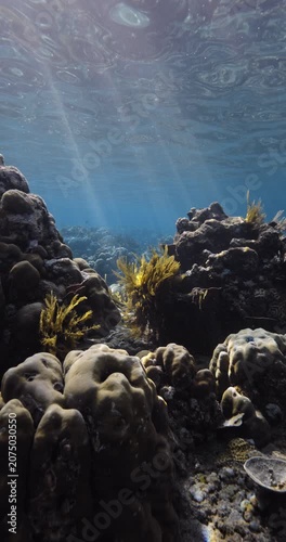 Corals underwater in transparent blue sea, vertical screen