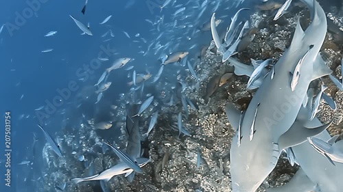 Majestic nurse sharks glide through vibrant Fiji waters. Remora fish cling to their bodies as a vast school of smaller fish dances around them, creating a dynamic aquatic spectacle.