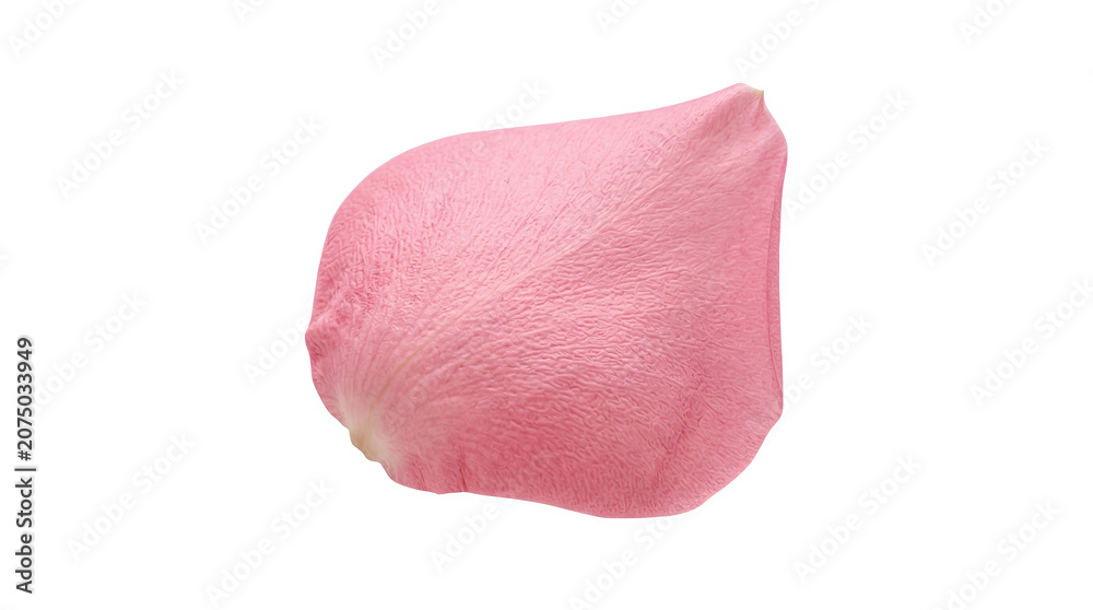 Fototapeta premium Soft pink rose petal with detailed texture on transparent background for beauty.